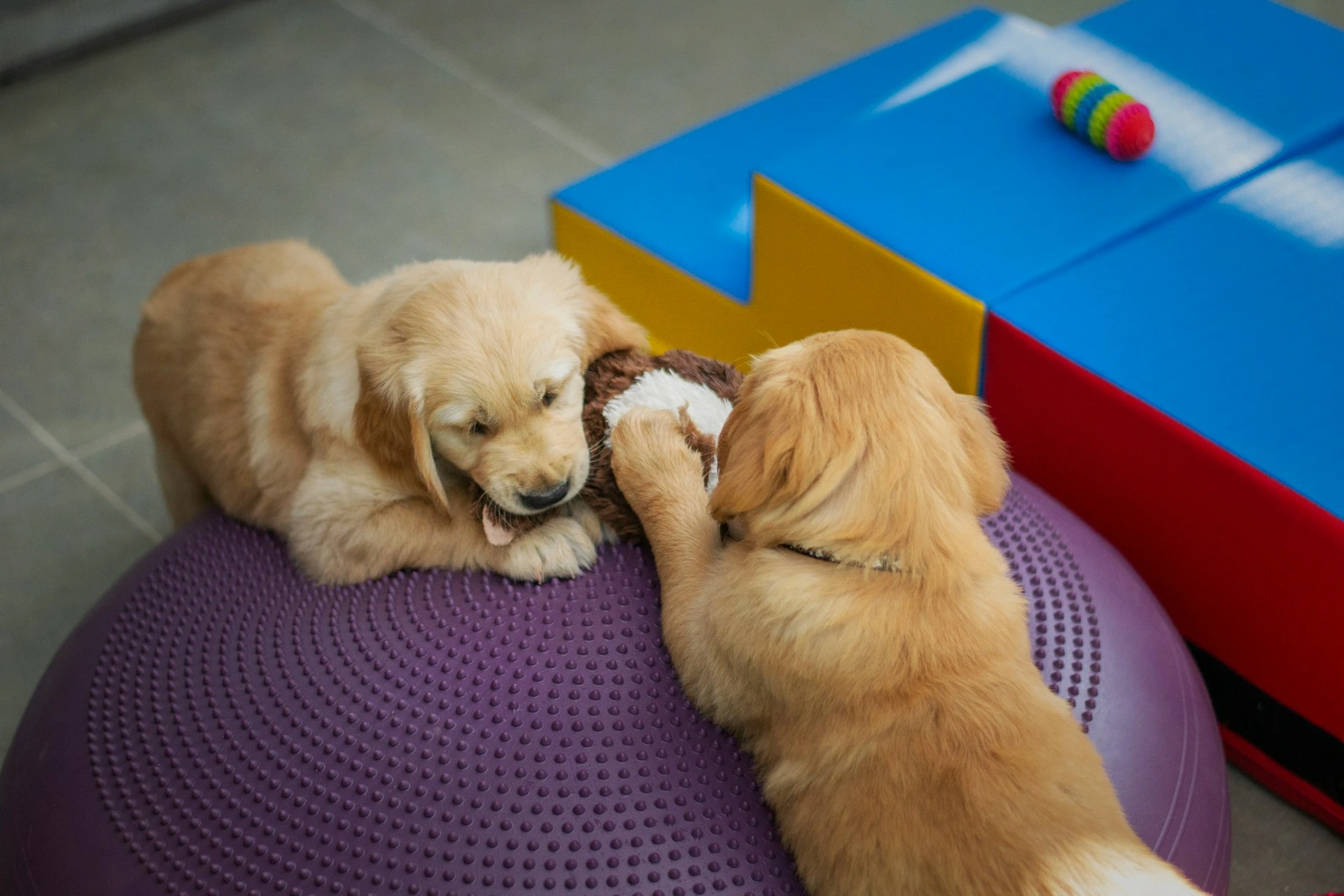 Two Golden Retriever puppies tugging on a plush toy in a colorful indoor play area.