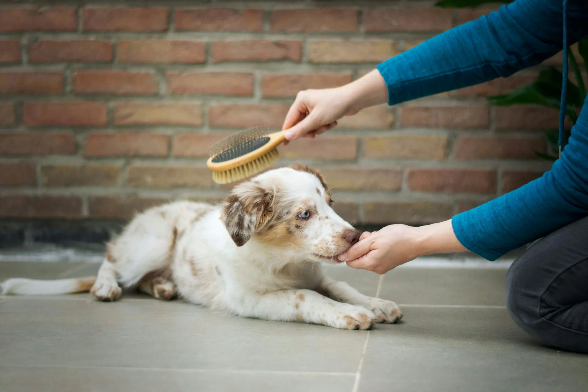 A person brushes an Australian Shepherd puppy with a wooden brush.