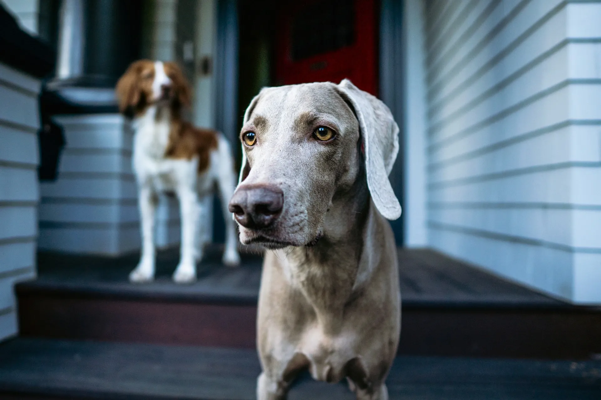 A grey Weimaraner while a Brittany Spaniel stands blurred in the background on a porch with a red door.