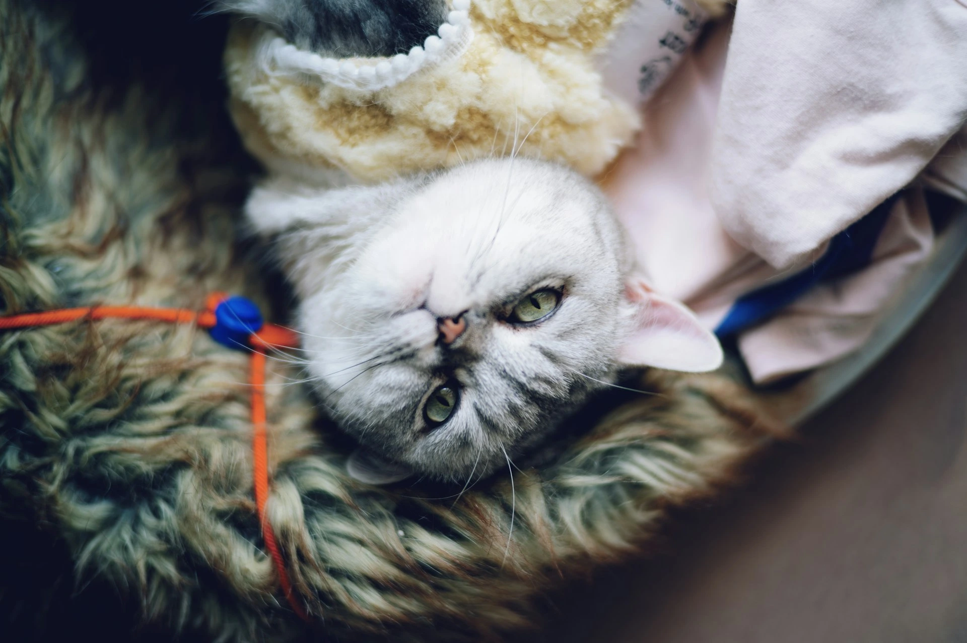 A tabby cat lies upside down in a faux-fur pet bed.