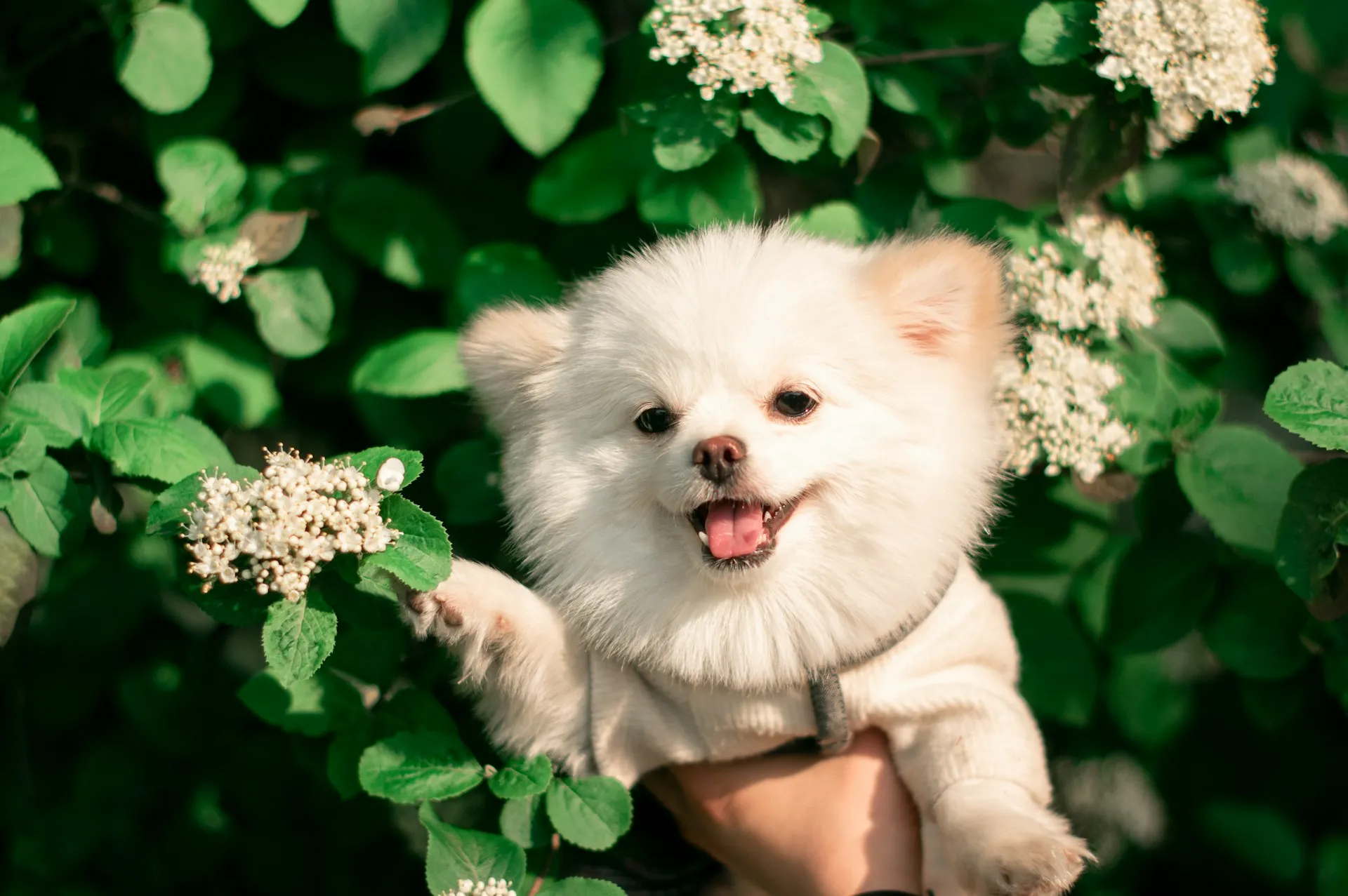 A Pomeranian next to a flowering green bush.