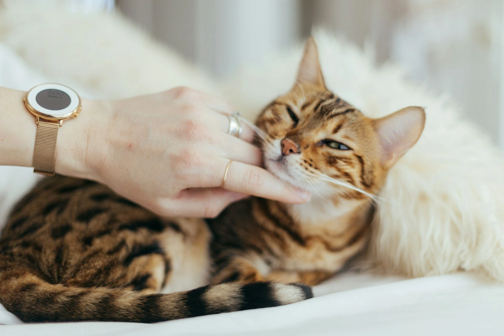 A person scratches the chin of a Bengal cat.