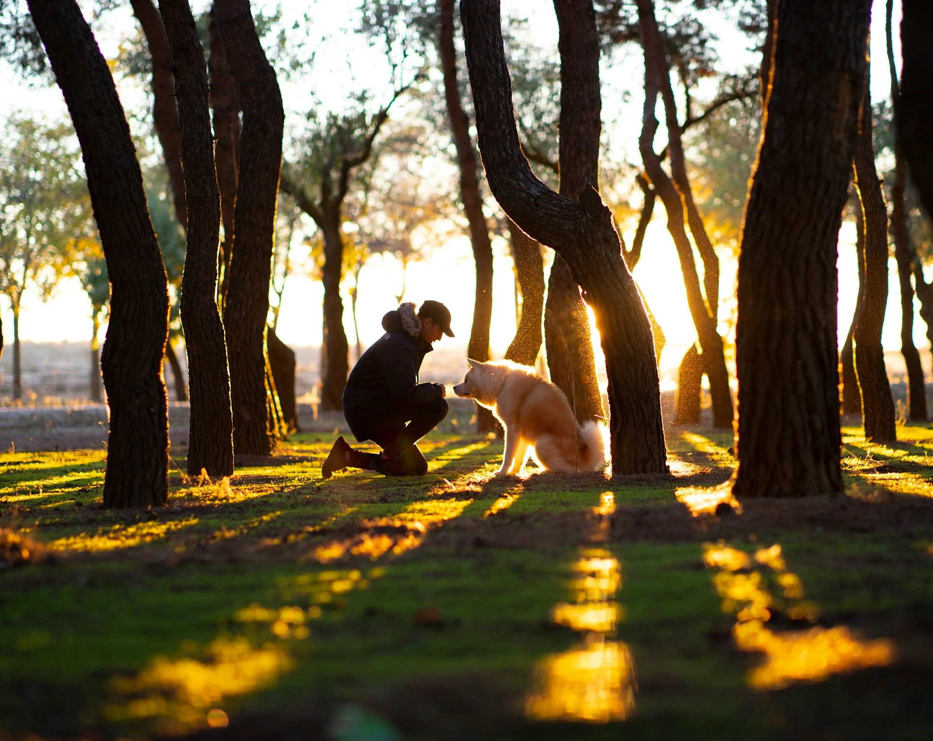 A man kneels in a forest with his dog, both silhouetted by the setting sun filtering through the trees.