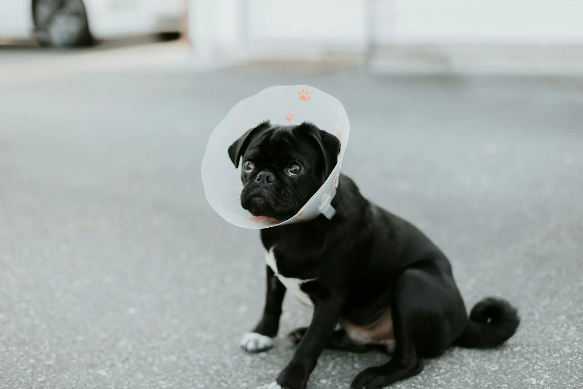 A black pug wearing a recovery cone.