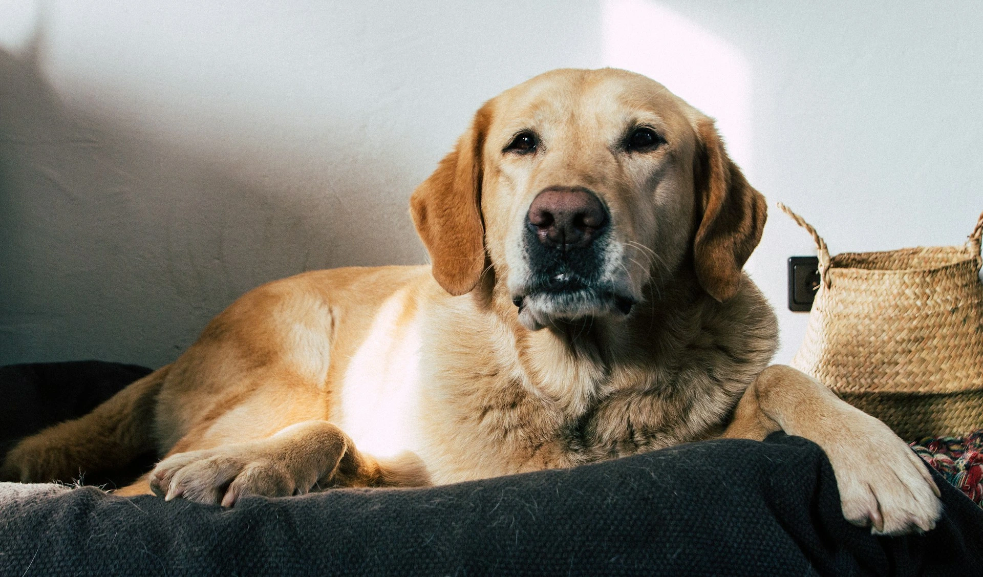 A Labrador Retriever lies on a dark, textured dog bed.